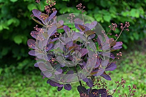 Cotinus coggygria smoketree Royal purple photo